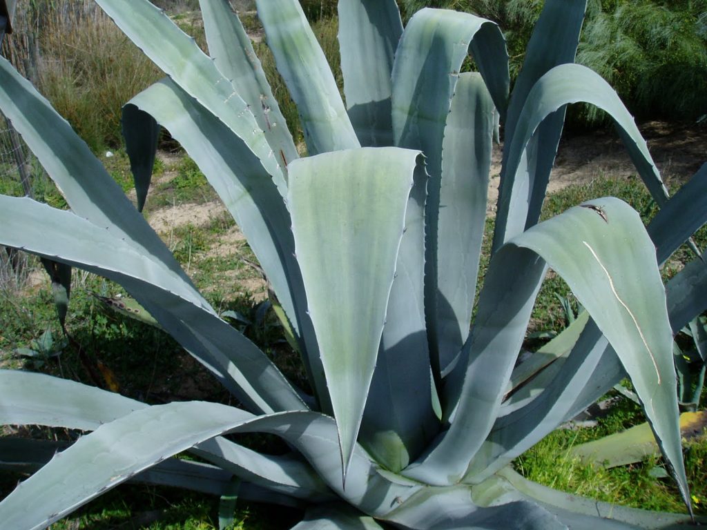 El agave o pita es un cáctus de cuyas hojas machacadas se extrae hilo.