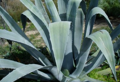 El agave o pita es un cáctus de cuyas hojas machacadas se extrae hilo.